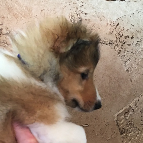 Thunder 7wk Thunder 7wk